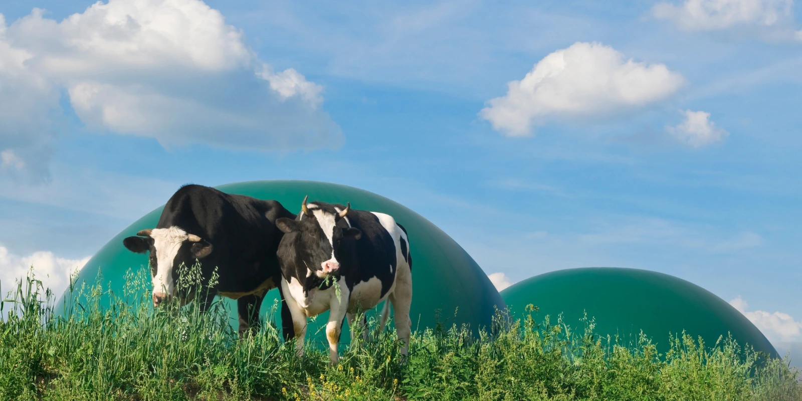 Biogas feedstock management
